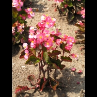 Begonia (Gracilis X Semperflorens) cv. Stara Rose (fam. Begoniacees)(01)